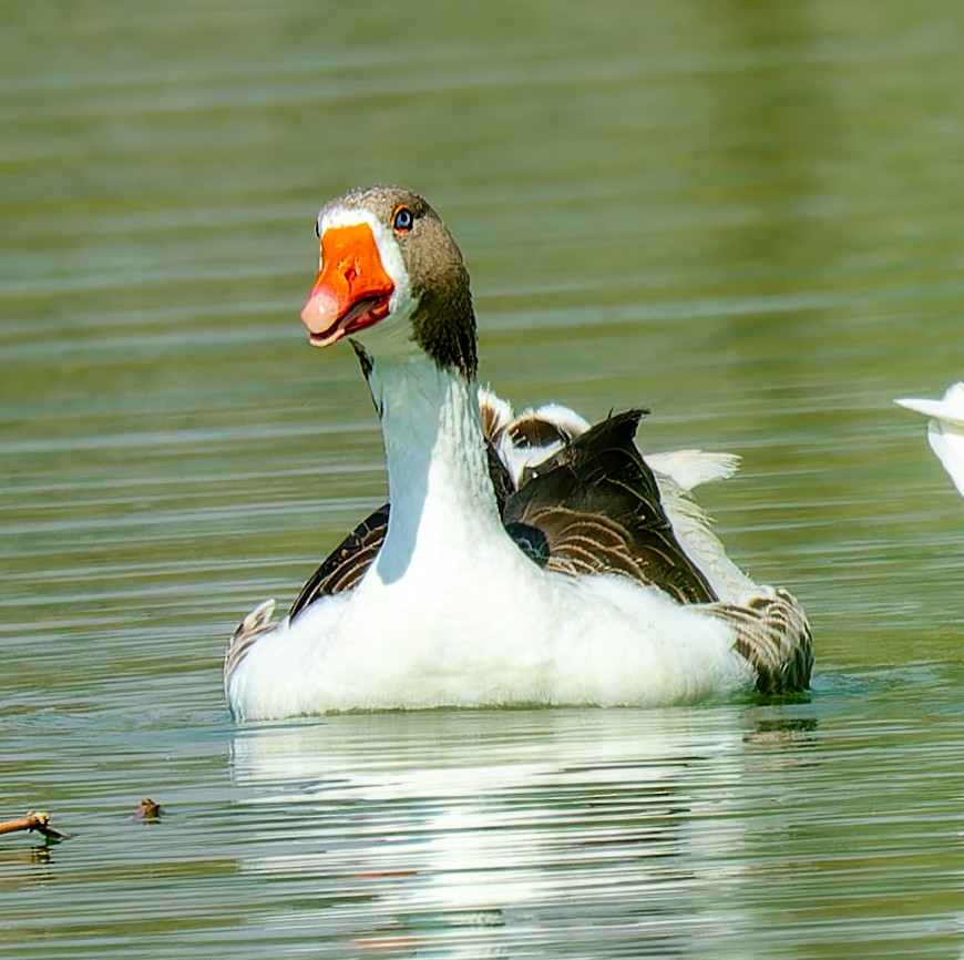 Graylag Goose - ML644020384