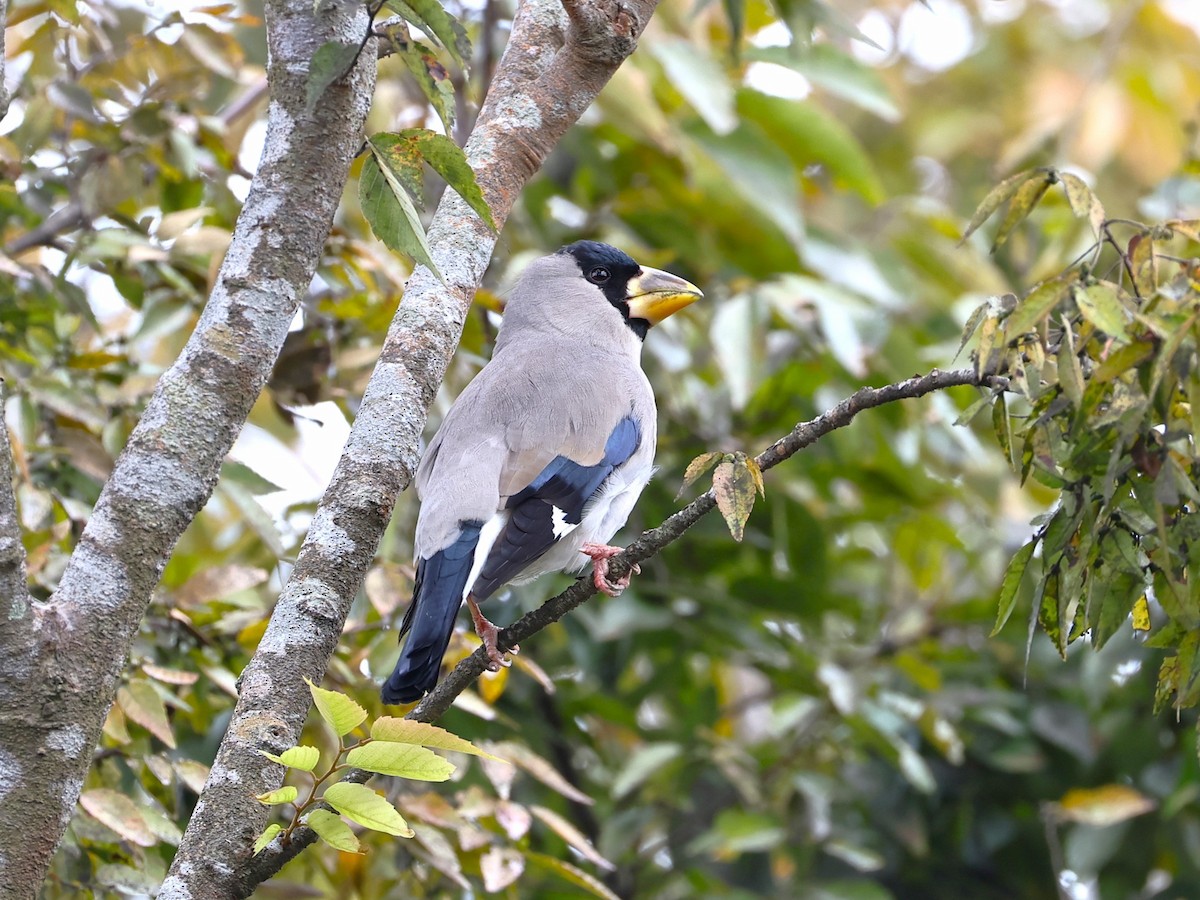 イカル - ML644020402