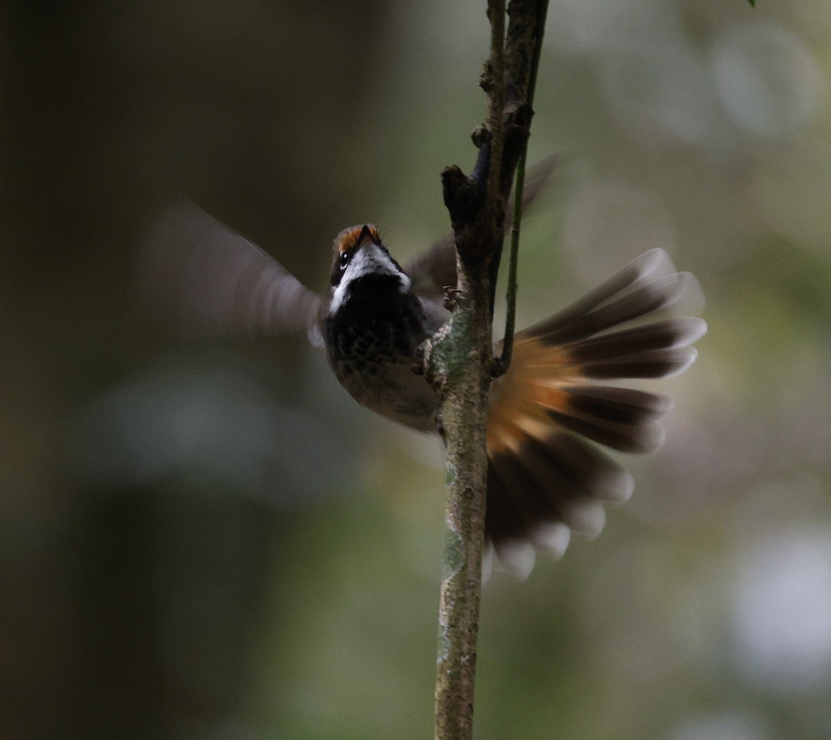 Australian Rufous Fantail - ML644020409