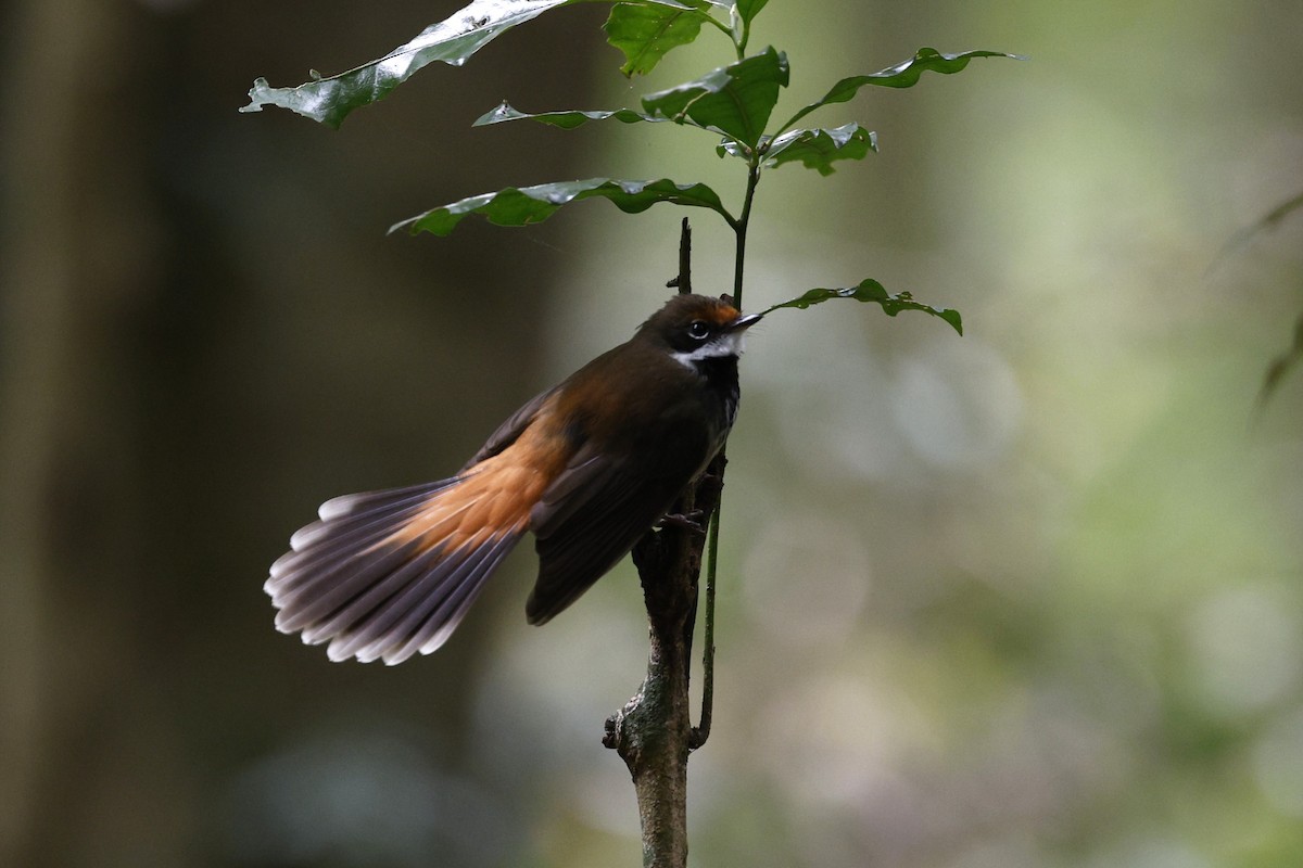 Australian Rufous Fantail - ML644020410