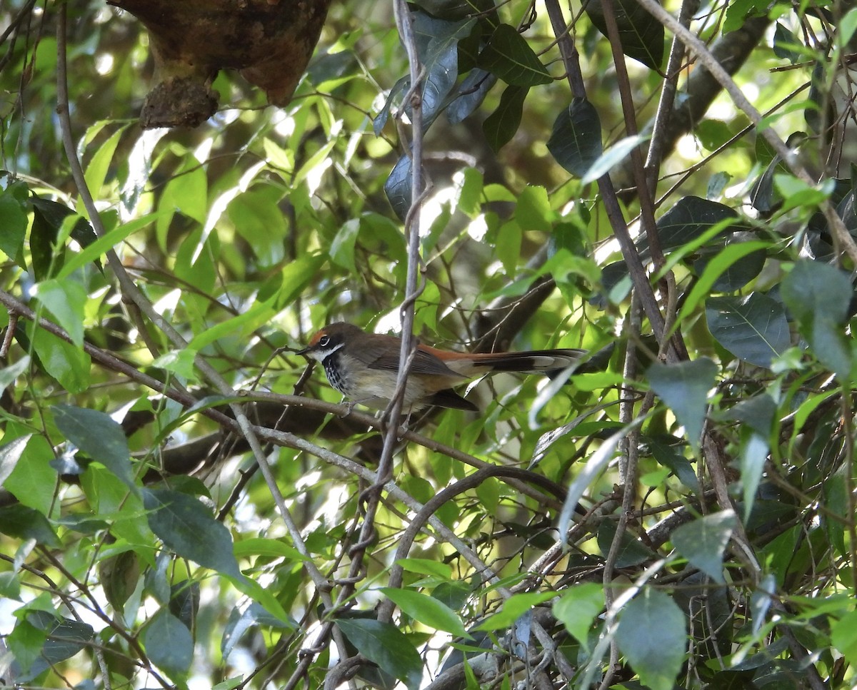 Australian Rufous Fantail - ML644020423