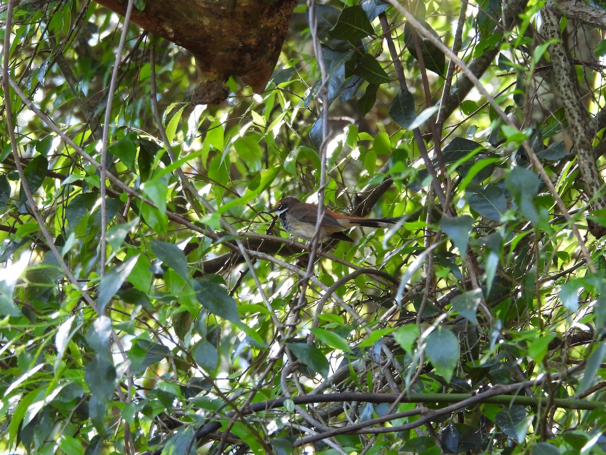 Australian Rufous Fantail - ML644020424