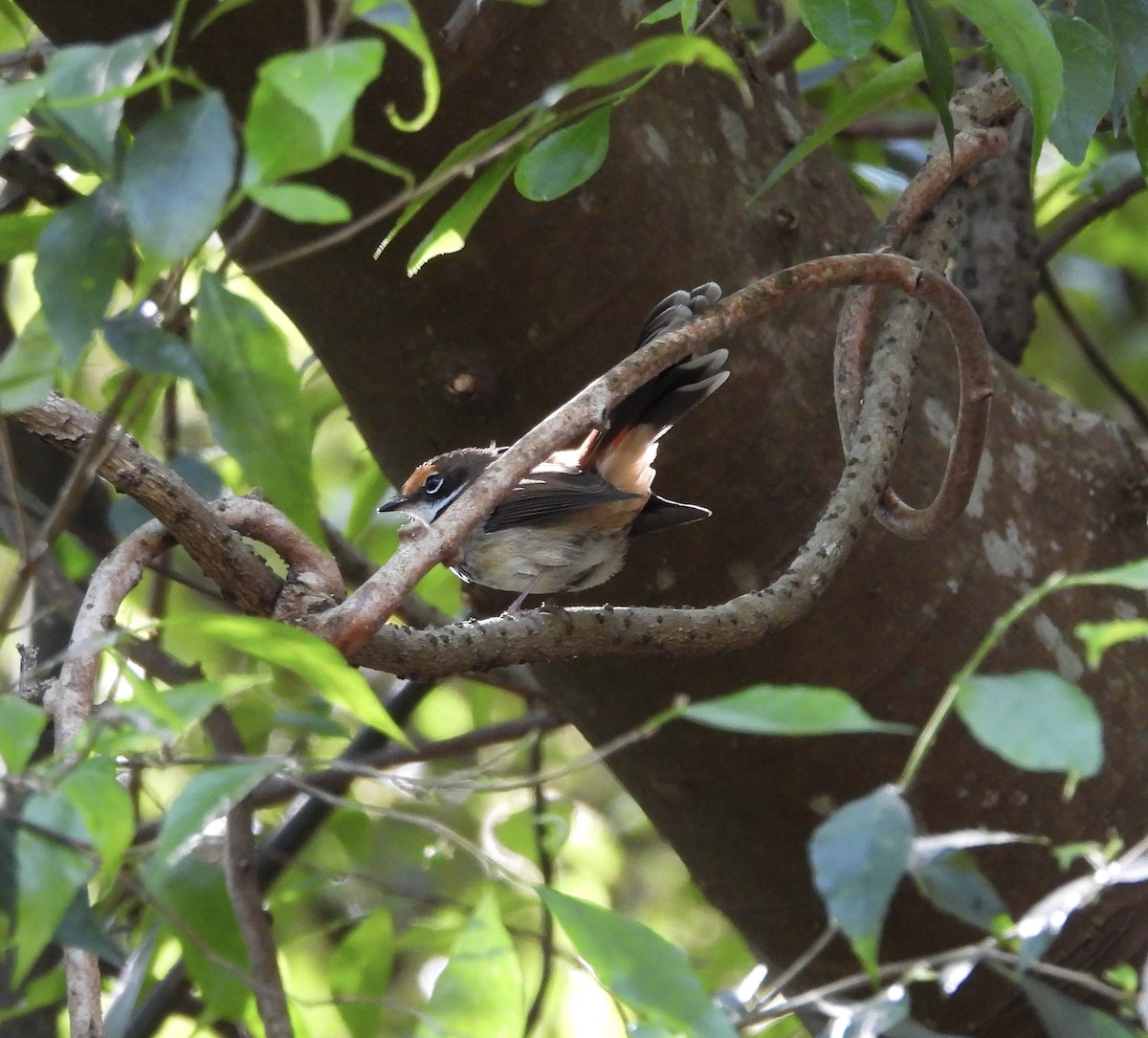 Australian Rufous Fantail - ML644020425