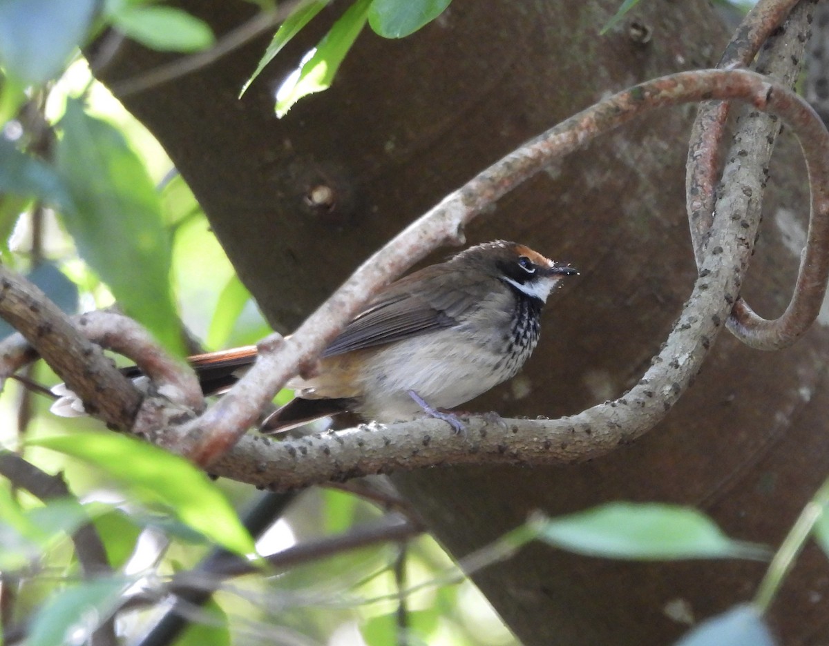Australian Rufous Fantail - ML644020427