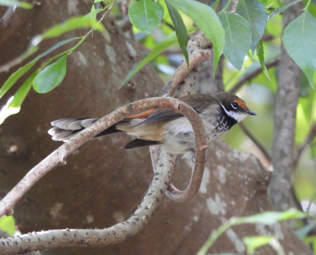 Australian Rufous Fantail - ML644020428