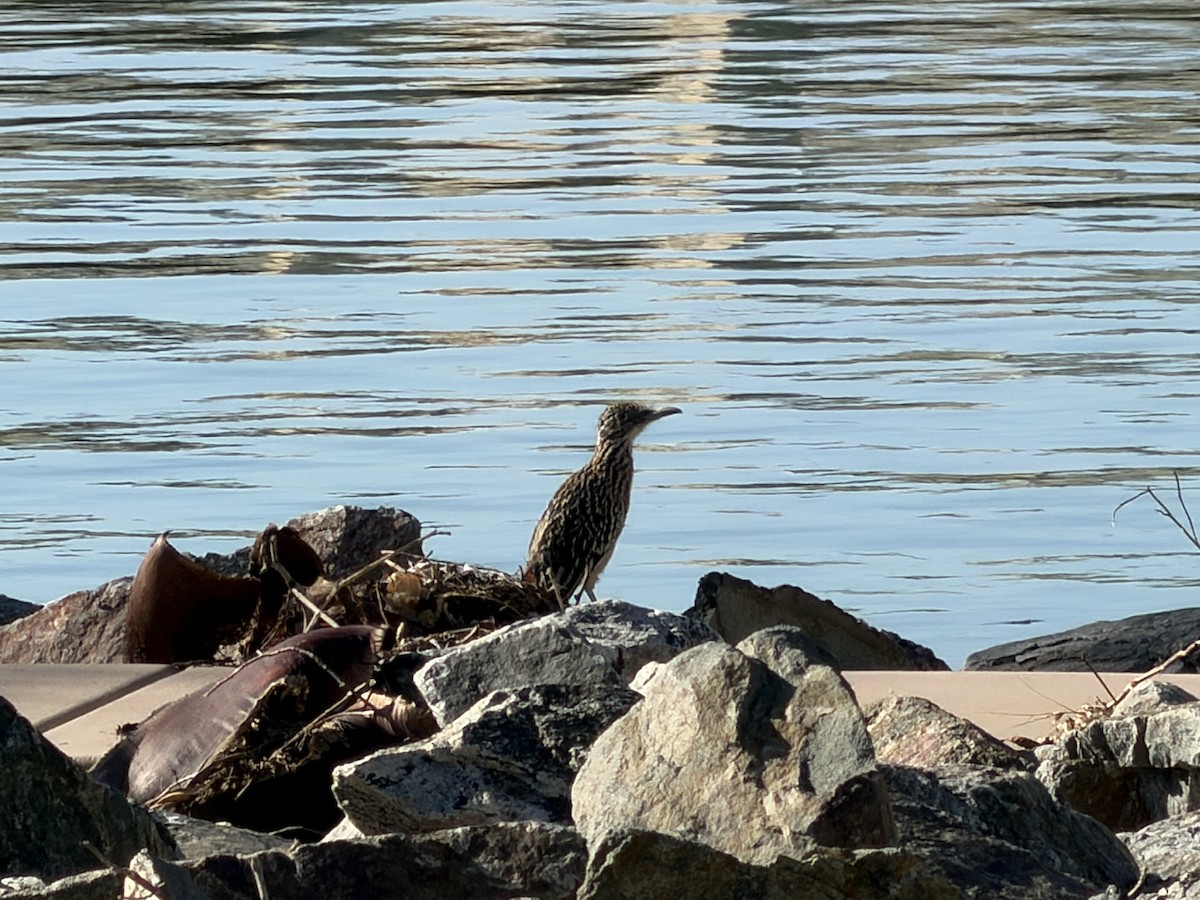 Greater Roadrunner - ML644020451