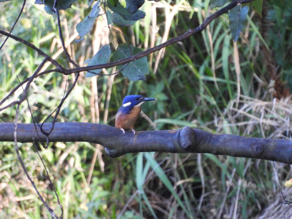 ルリミツユビカワセミ - ML644020461