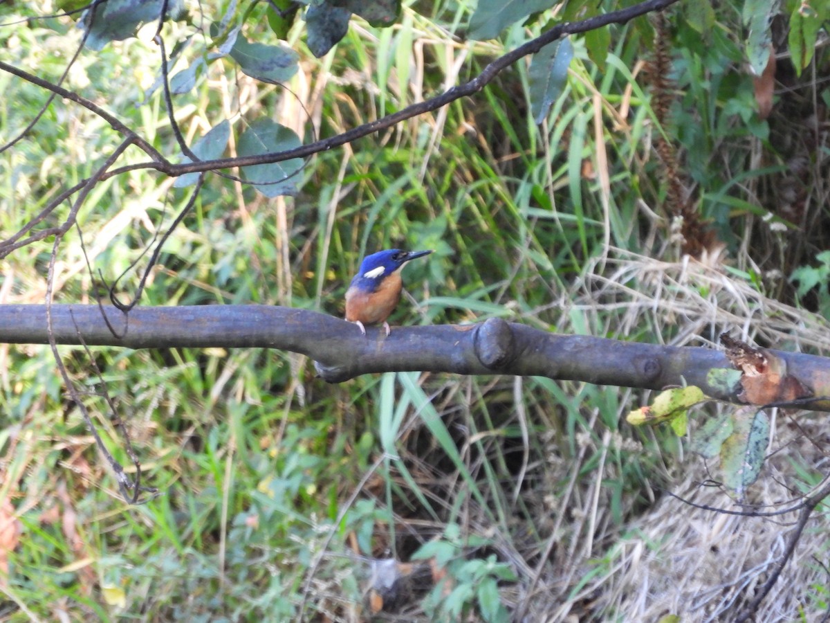 ルリミツユビカワセミ - ML644020469