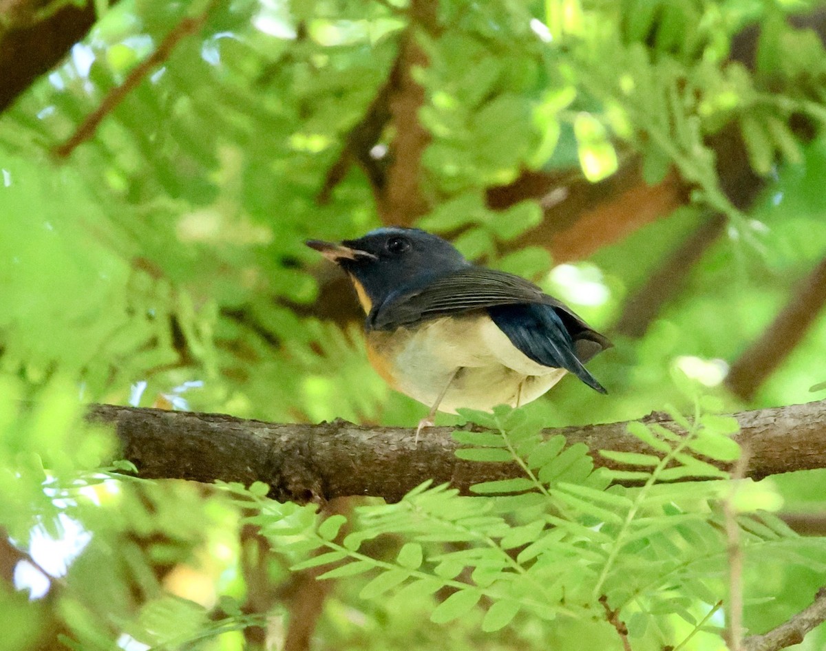 Chinese Blue Flycatcher - ML644020479