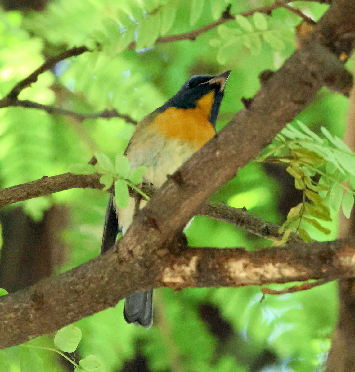 Chinese Blue Flycatcher - ML644020480