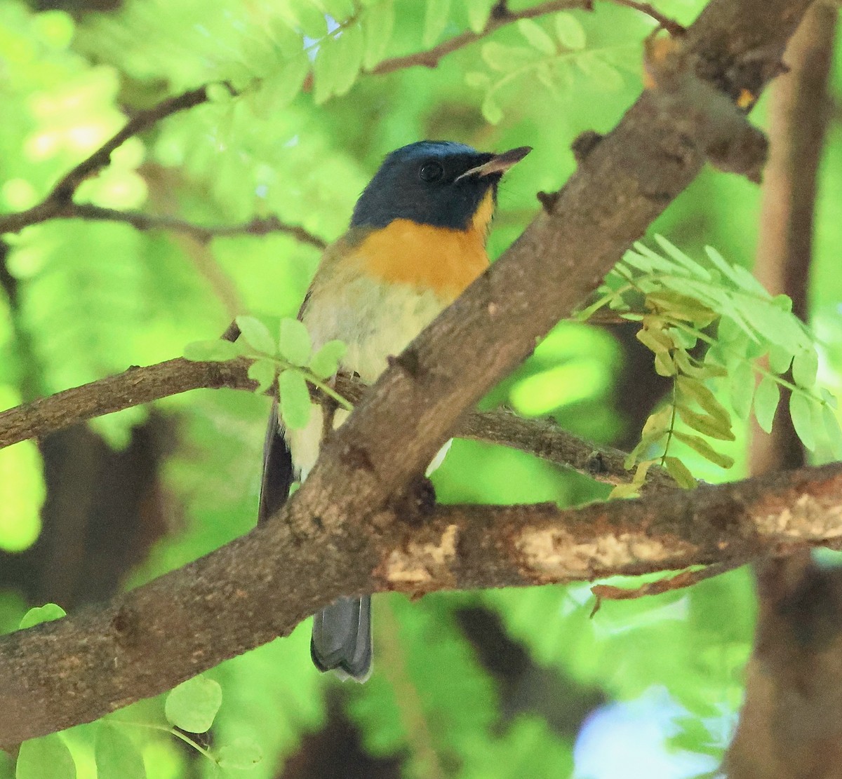 Chinese Blue Flycatcher - ML644020481