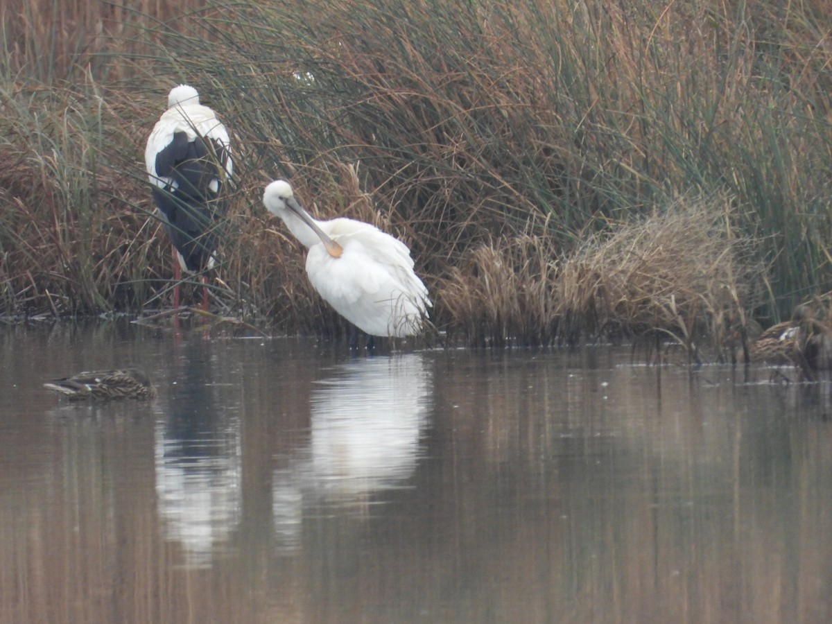 Eurasian Spoonbill - ML644020518