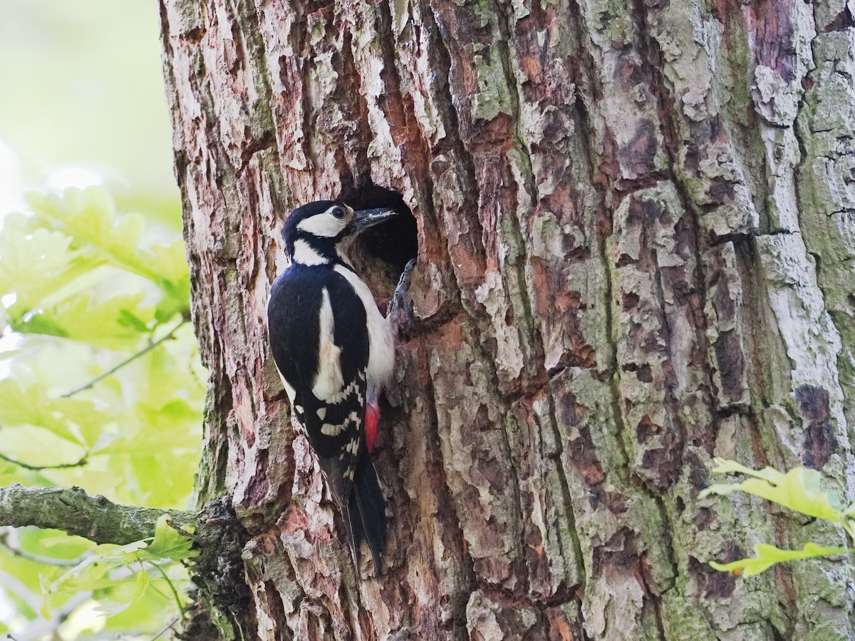 Great Spotted Woodpecker - ML644020525
