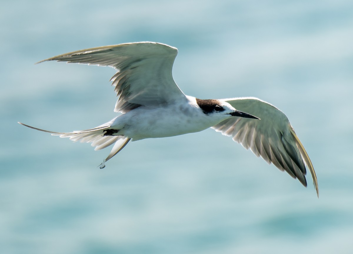 White-cheeked Tern - ML644020563