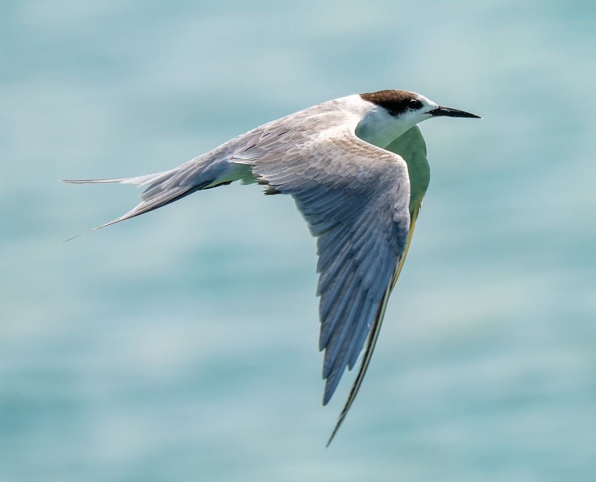 White-cheeked Tern - ML644020564