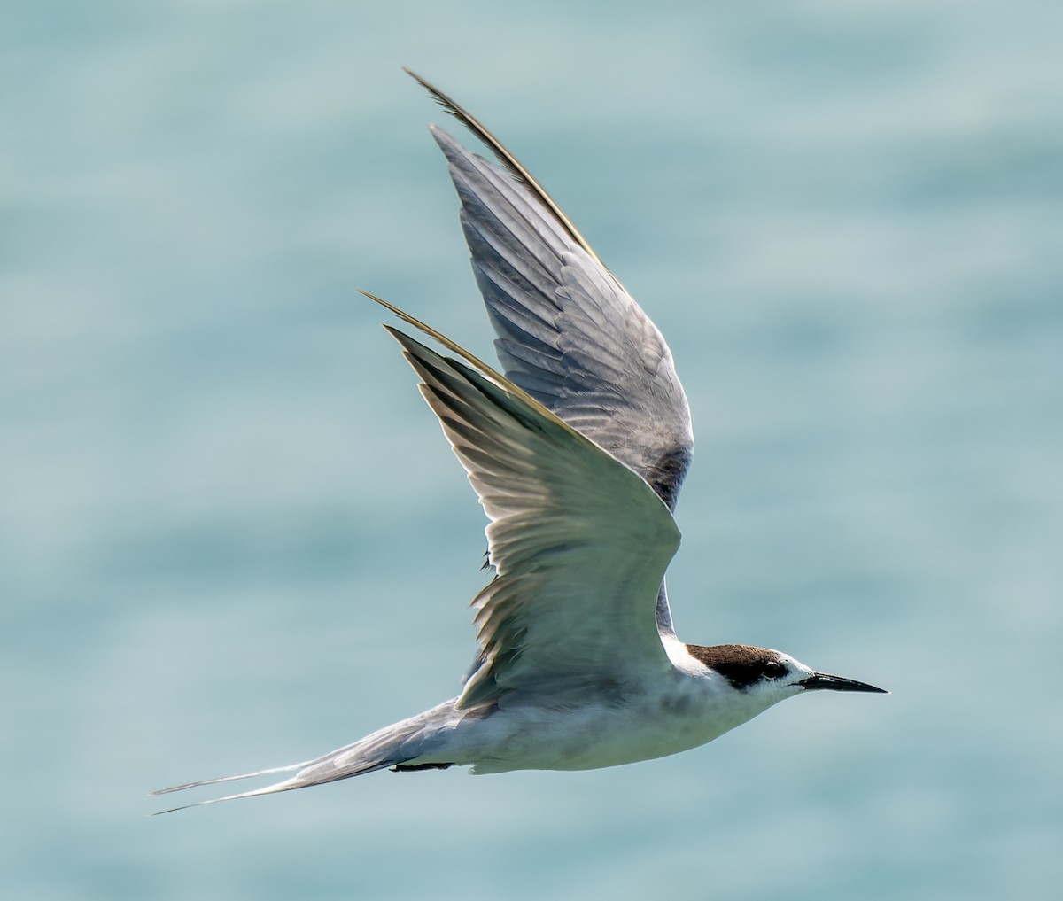White-cheeked Tern - ML644020565
