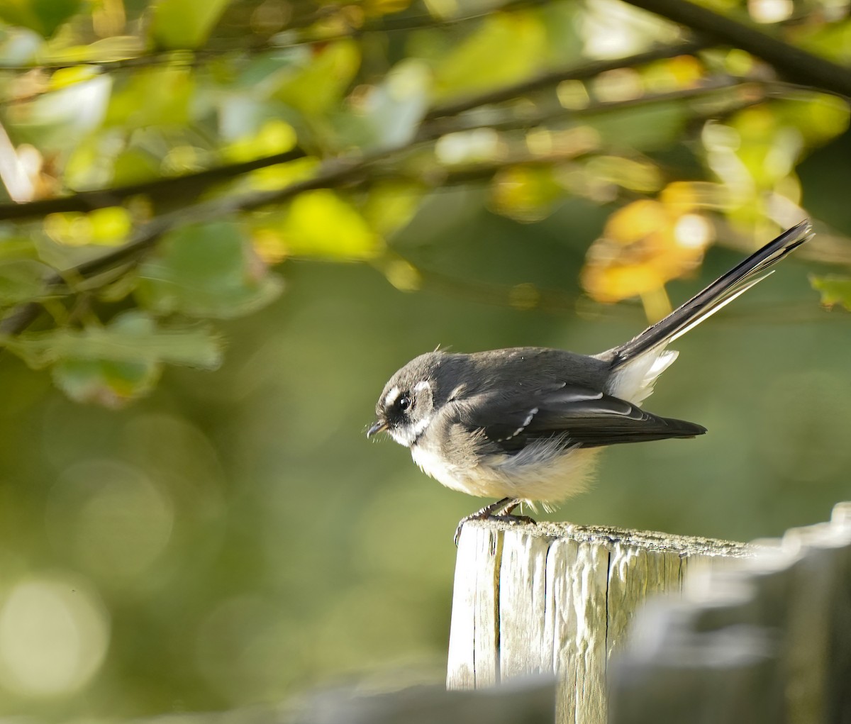 Gray Fantail - ML644020567