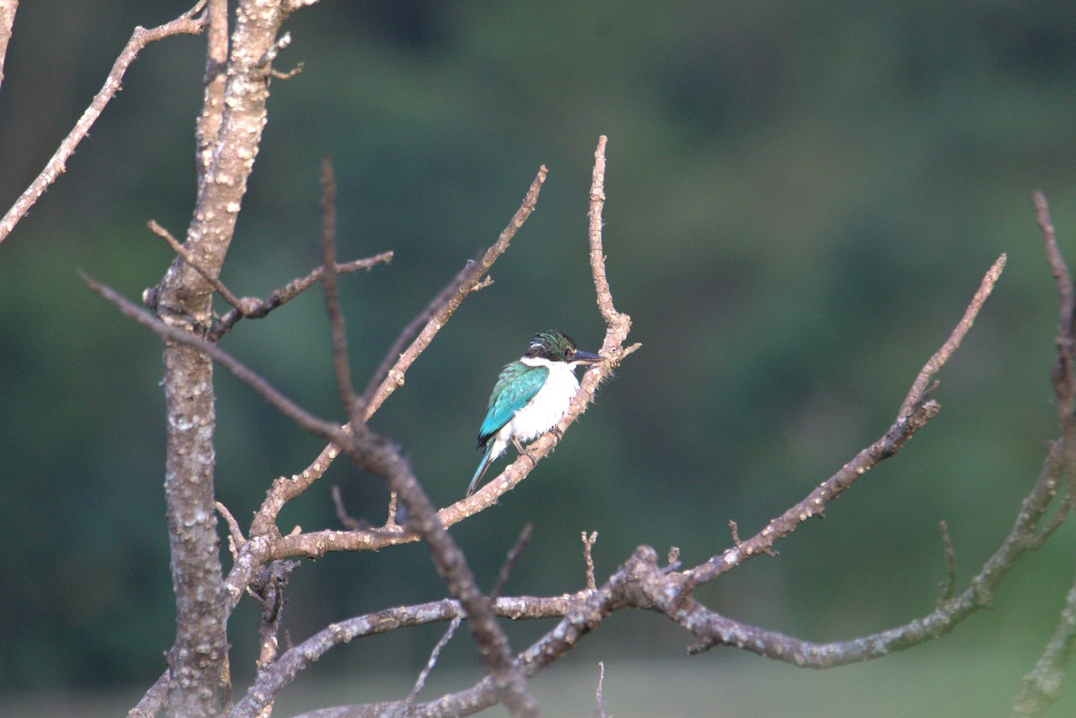Collared Kingfisher - ML644020587