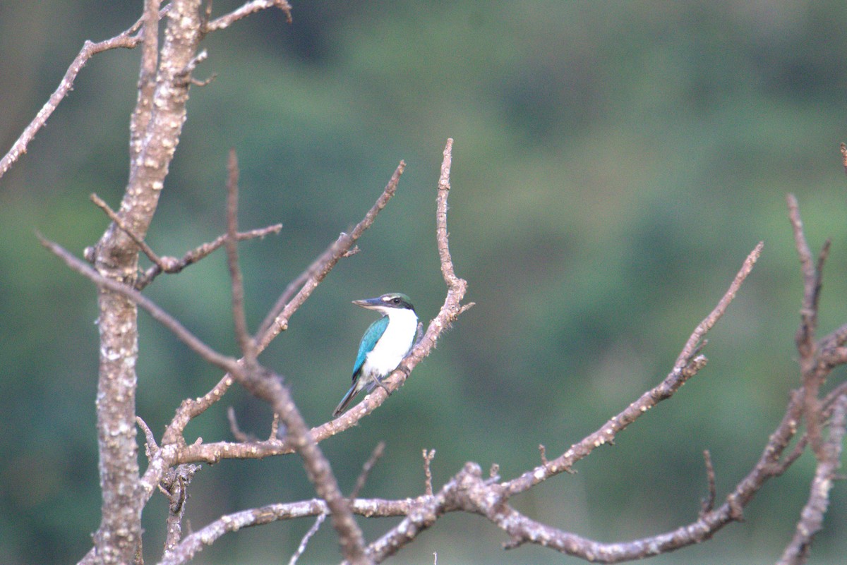 Collared Kingfisher - ML644020588