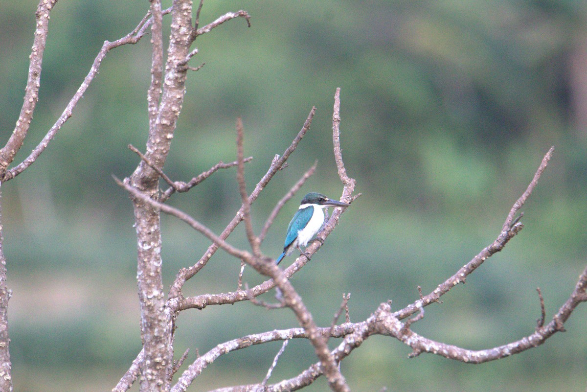 Collared Kingfisher - ML644020589