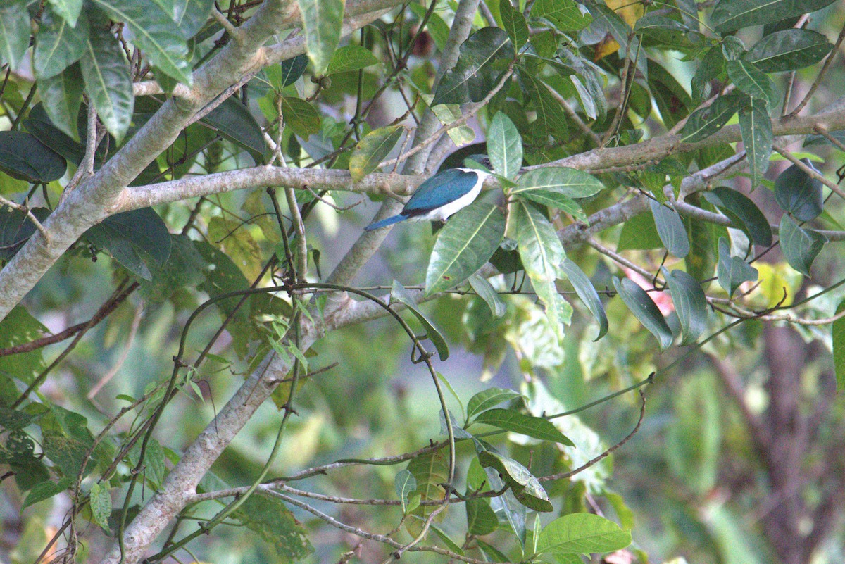 Collared Kingfisher - ML644020590
