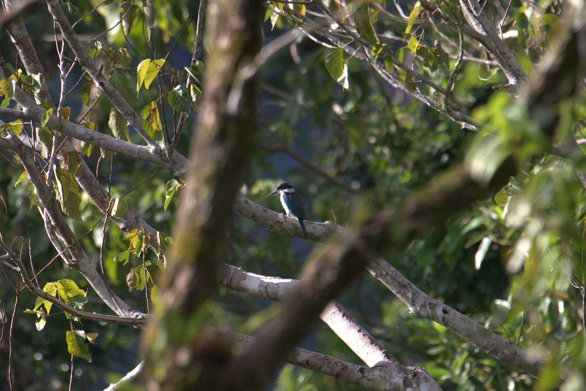Collared Kingfisher - ML644020598