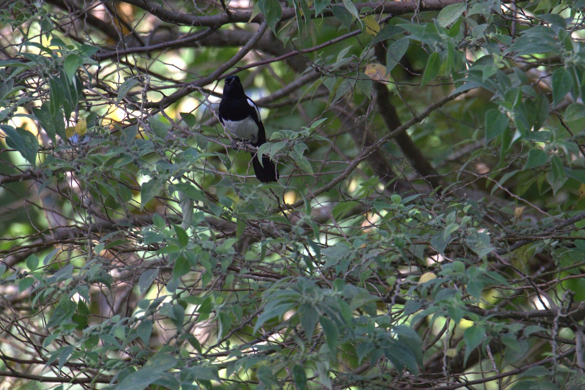 Philippine Magpie-Robin - ML644020609