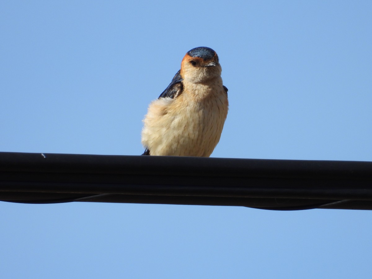European Red-rumped Swallow - ML644020640
