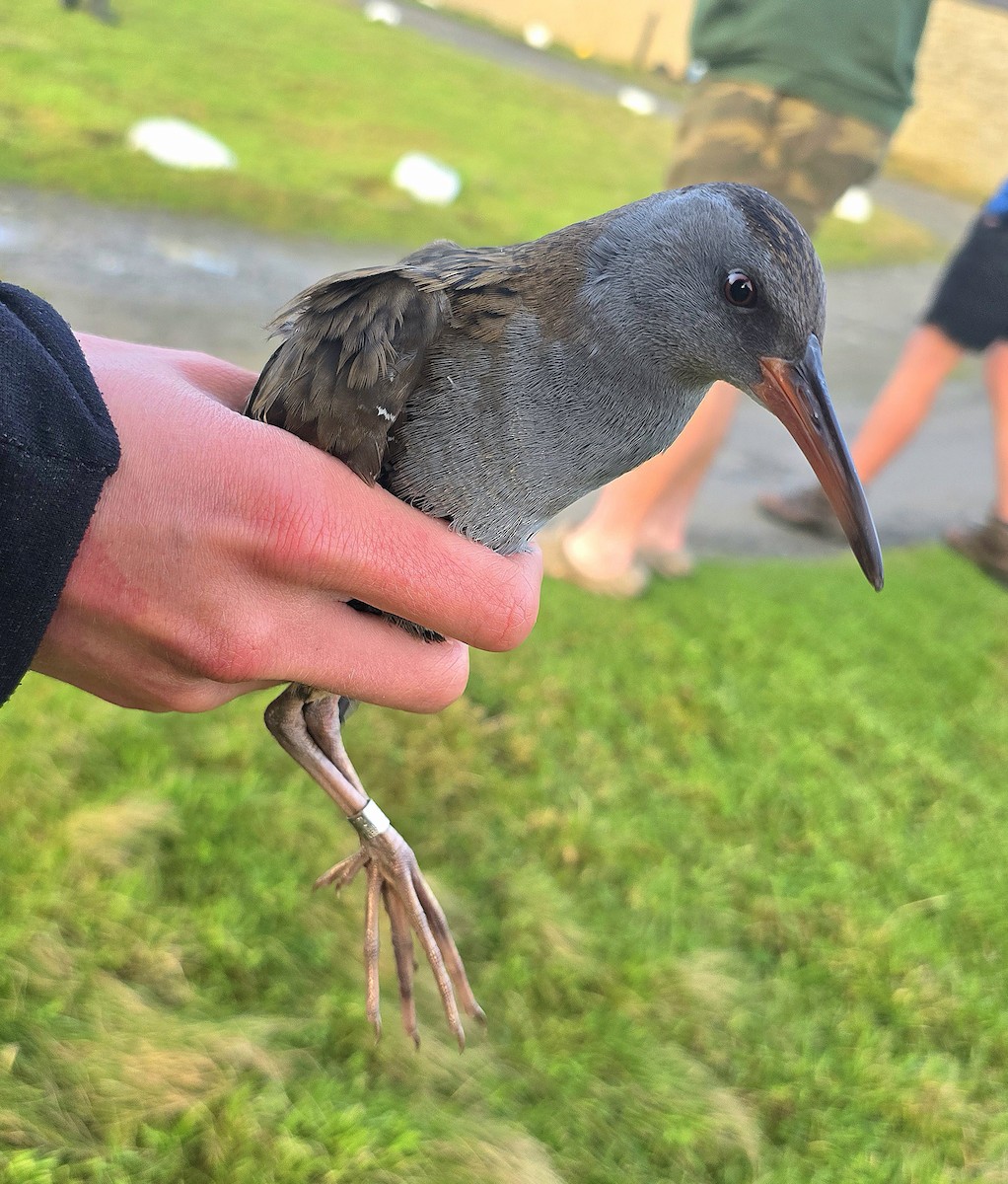 Water Rail - ML644020641