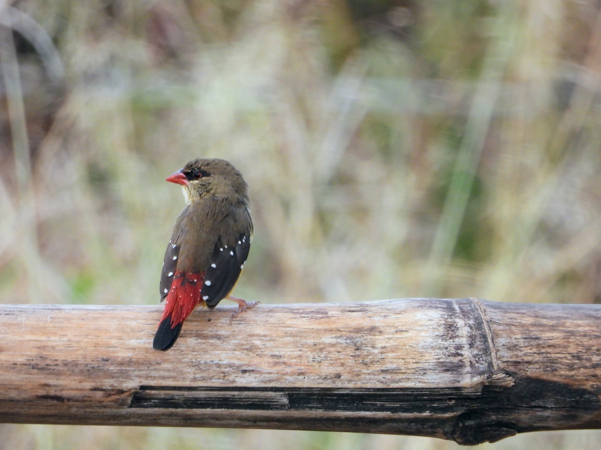 Red Avadavat - ML644020664