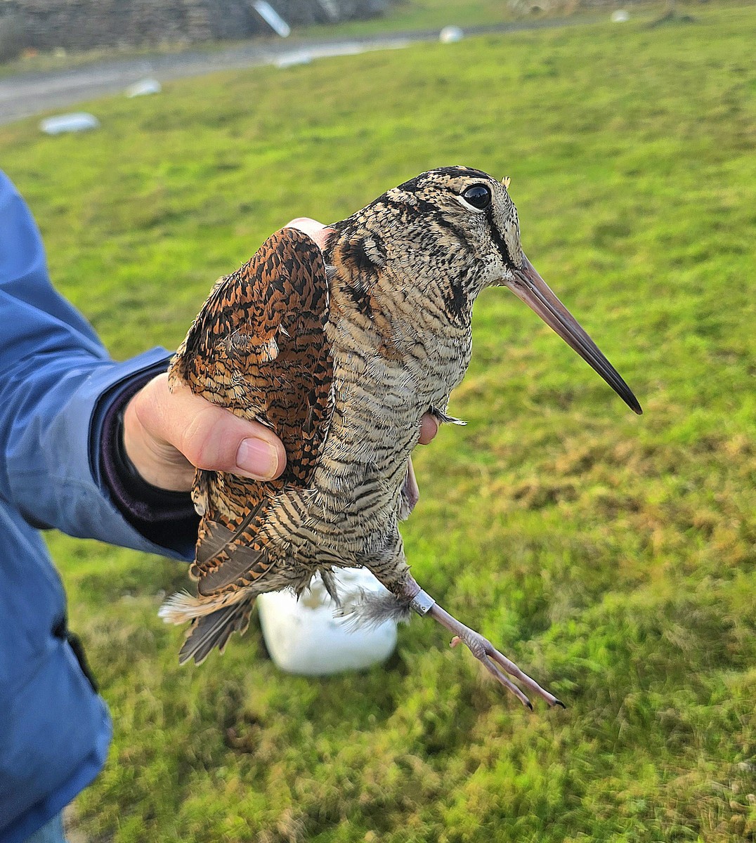 Eurasian Woodcock - ML644020665