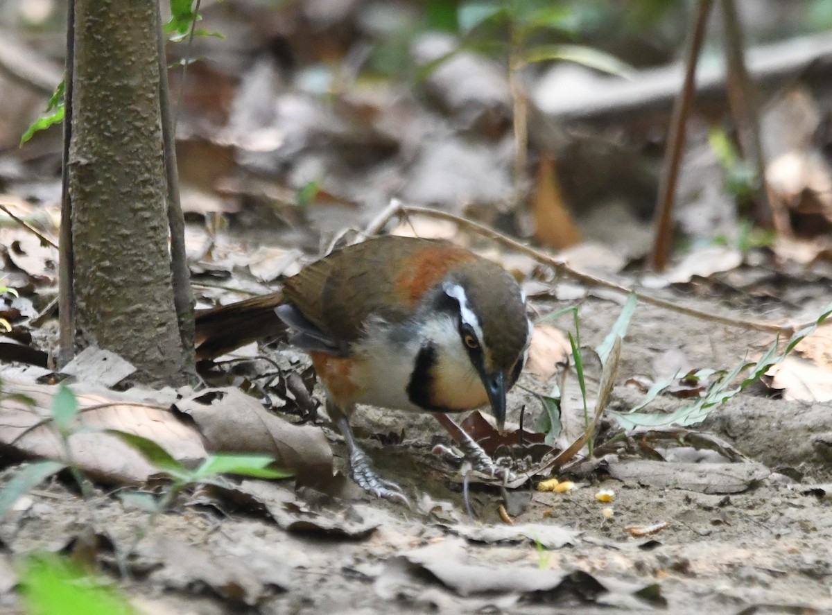 Lesser Necklaced Laughingthrush - ML644020683