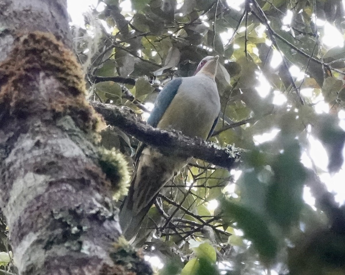 Red-eared Fruit-Dove (Red-eared) - ML644020691