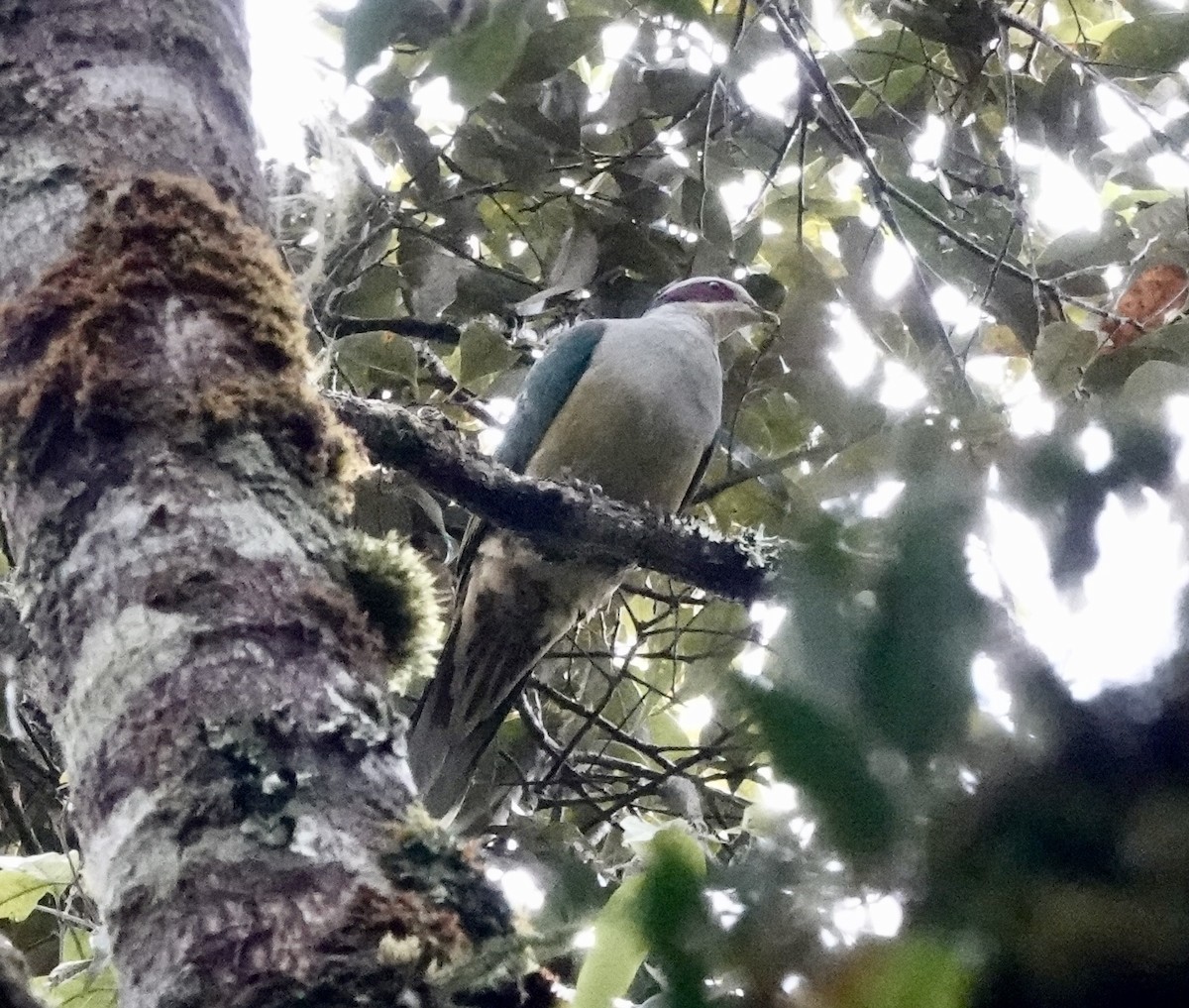 Red-eared Fruit-Dove (Red-eared) - ML644020692