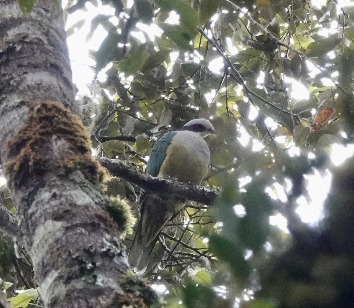 Red-eared Fruit-Dove (Red-eared) - ML644020695