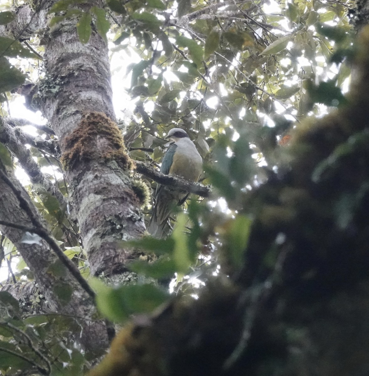 Red-eared Fruit-Dove (Red-eared) - ML644020696