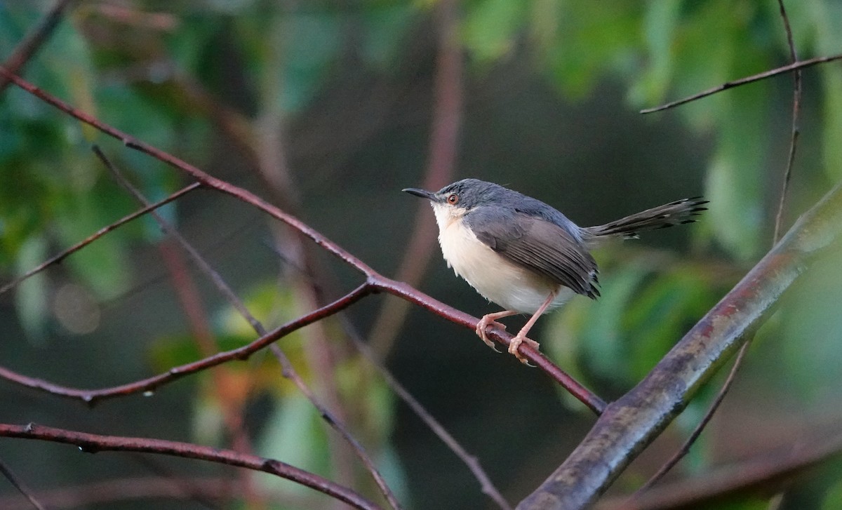 Ashy Prinia - ML644020697