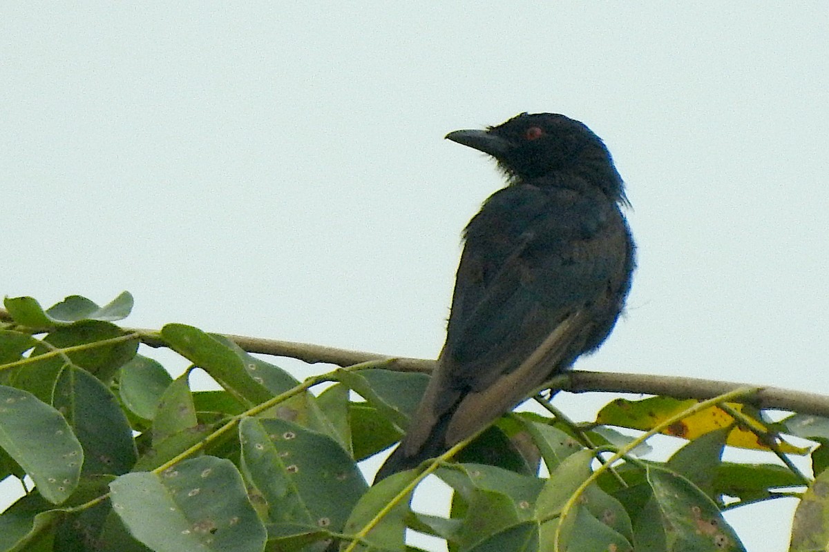 Stuhlmann's Starling - ML644020699