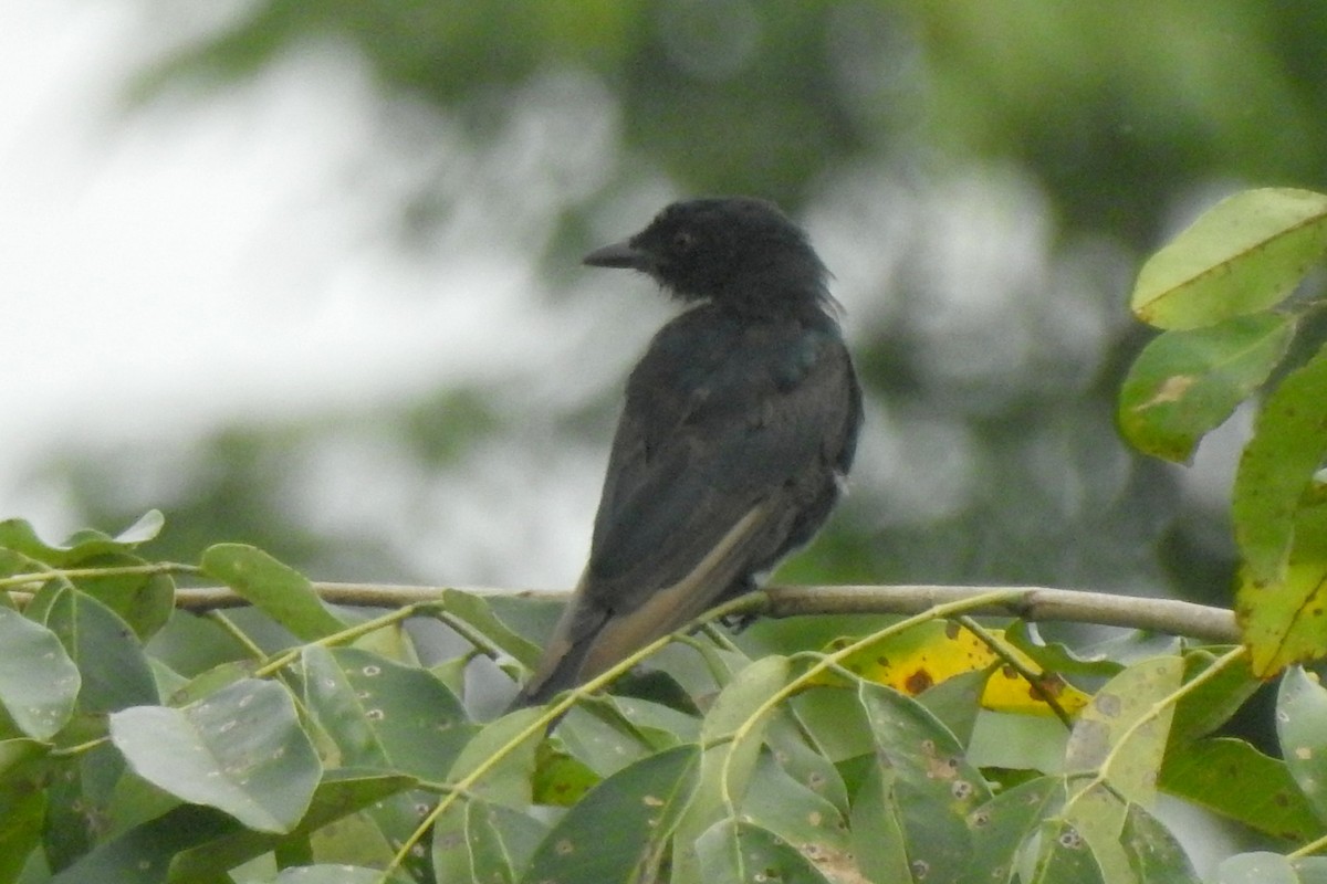 Stuhlmann's Starling - ML644020700