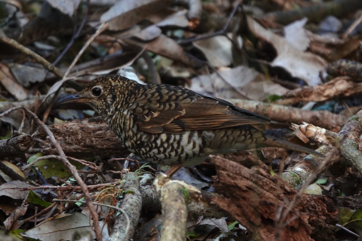 Bassian/Russet-tailed Thrush - ML644020703