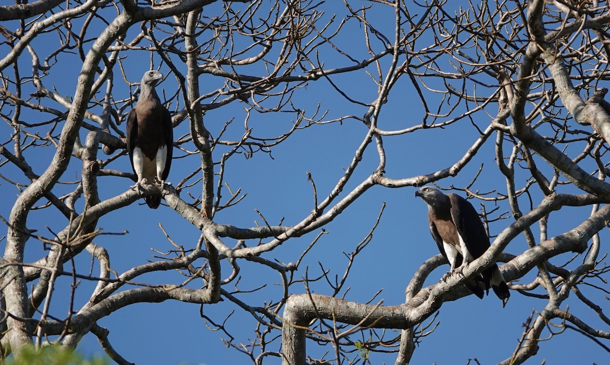 Gray-headed Fish-Eagle - ML644020709