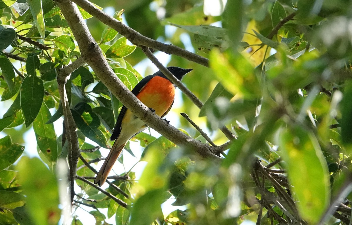 Small Minivet - ML644020714