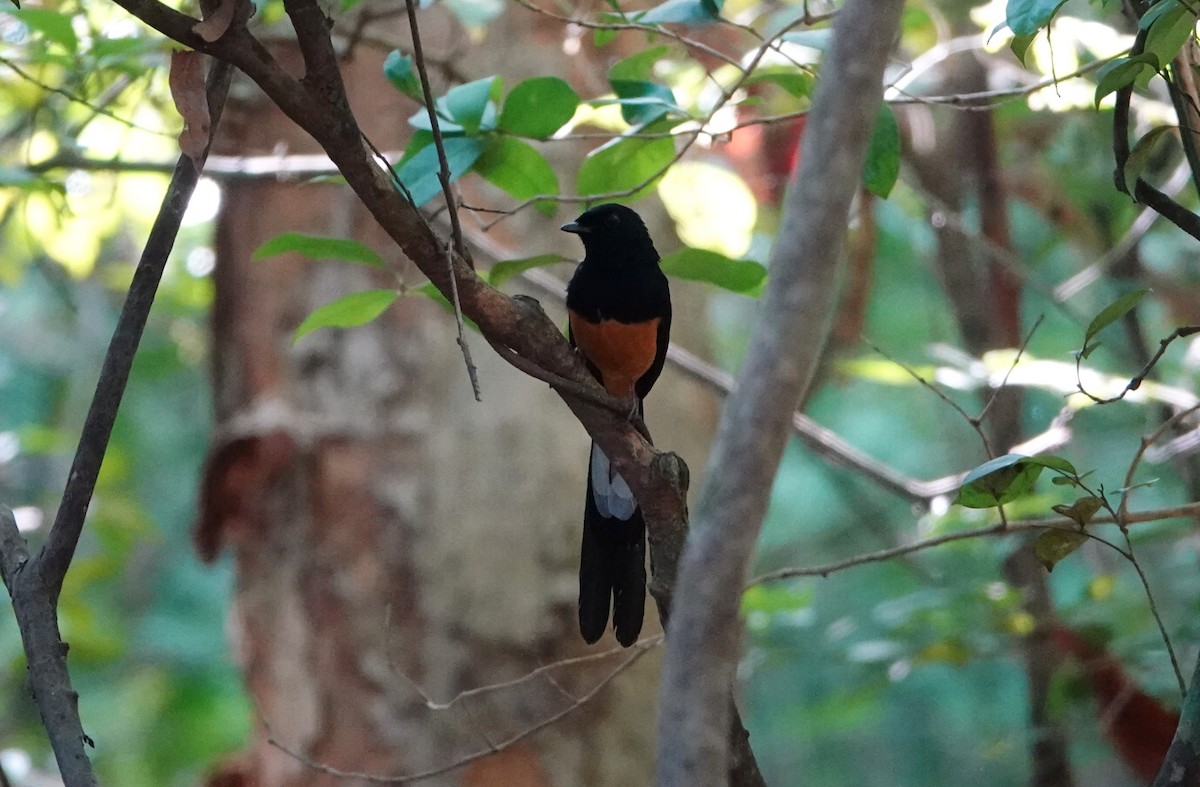 Shama de Ceylan - ML644020716