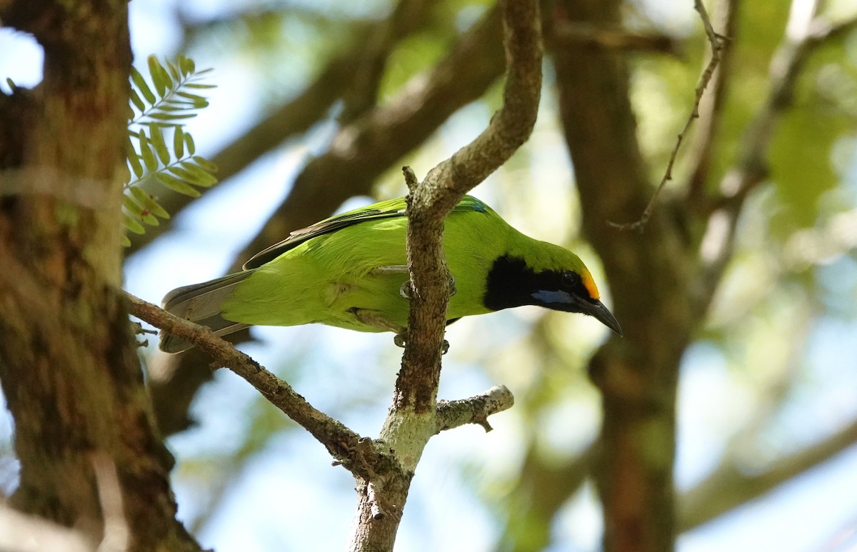 Golden-fronted Leafbird - ML644020717