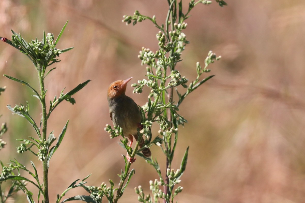 Olive-backed Tailorbird - ML644020719