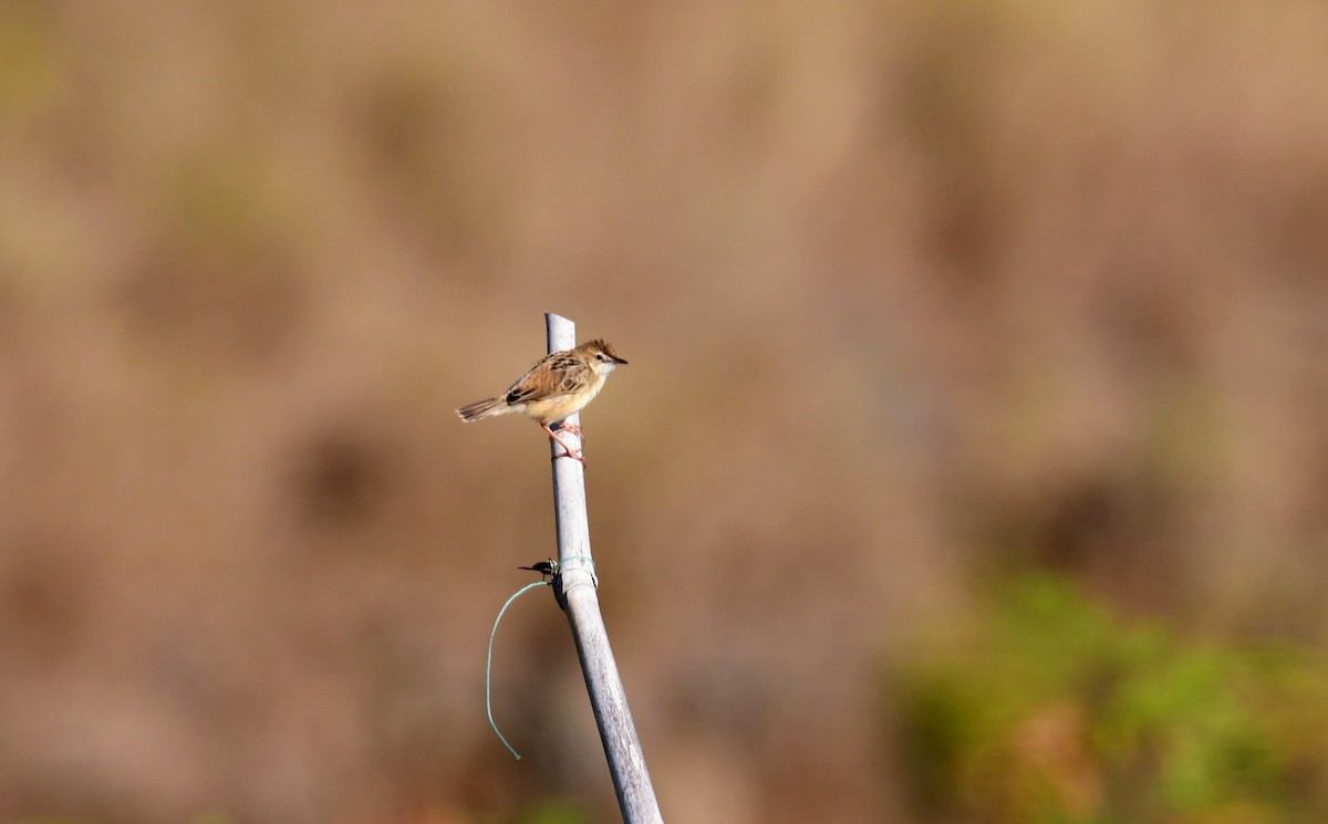 Zitting Cisticola - ML644020720