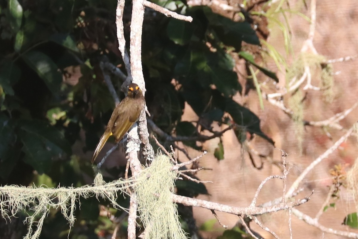 Orange-spotted Bulbul - ML644020723
