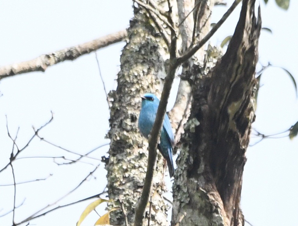 Verditer Flycatcher - ML644020727
