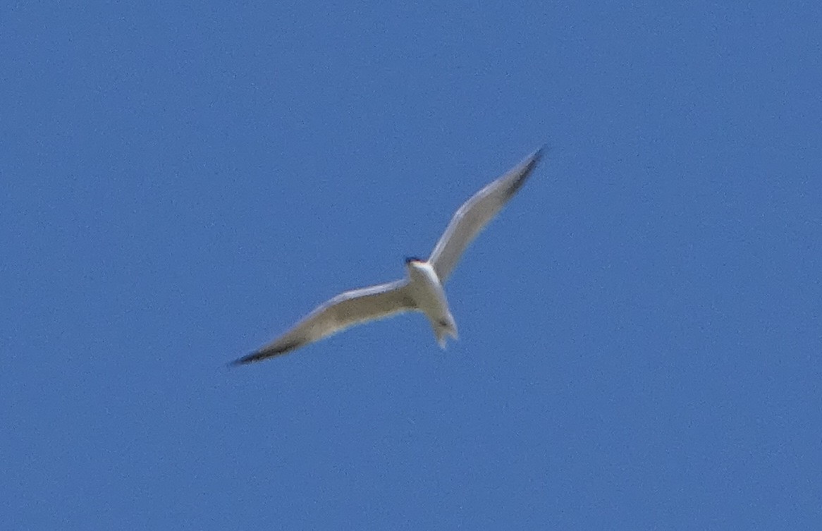 Gull-billed Tern - ML644020741