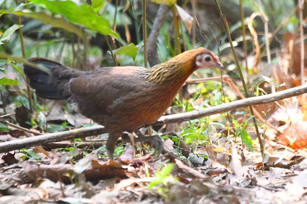 Red Junglefowl - ML644020762